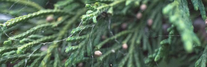 A spiderweb clings to the tips of Alaska yellow-cedar foliage.
