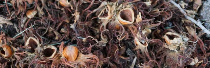 A pile of discarded shells at the base of a Turkish hazelnut tree are evidence of a squirrel feast.