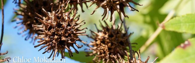 The spiky seed pods of a sweetgum tree.