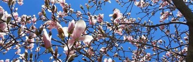 Saucer Magnolia in early spring light pink flowers with a clear blue sky backdrop