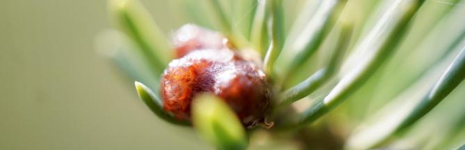A closeup of the needles and resin of a balsam fir located outside of the Houston Gym.