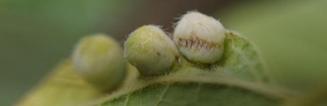 A closeup image of a hackberry leaf with large, fuzzy galls induced by true bugs called 'hackberry psyllids'.