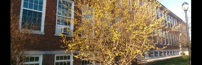 Corneliancherry Dogwood in spring yellow flowers
