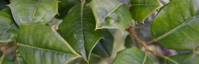 A closeup of an American holly's glossy, pointy leaves.