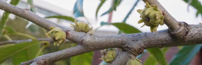 The developing acorns of a sawtooth oak have a daisy-like appearance.