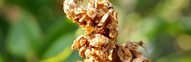 Even after losing their color, the dried flowers of a lilac bush retain an eerie beauty.