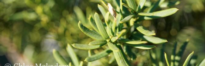 The needles of an English yew are sharply pointed and a bright shade of lemony green.