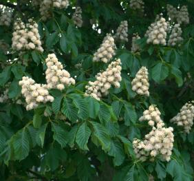 The large, green leaves of a horse chestnut tree are contrasted by spikes of cream-colored flowers.