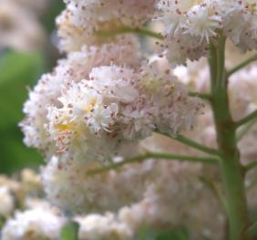 A closeup image of horse chestnut flowers.