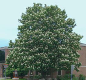 A horse chestnut tree outside of Moot Hall displaying its cream-colored summer flowers and deep green foliage.