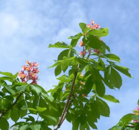Red horse chestnut flowers and foliage against a blue, summer sky.