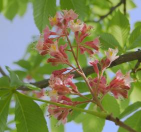 A closeup of red horse chestnut flowers in bloom.