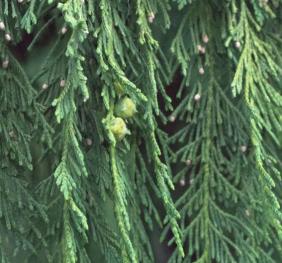 The deep green foliage and small, spiky cones of an Alaska yellow-cedar.