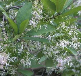 The white, stringy flowers and dark green leaves of a fringetree.