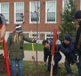 Multiple volunteers planting a tree at Buffalo State