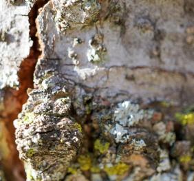 The gnarled bark of a sweetgum adorned with lichens and a single thread of spider silk.