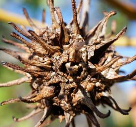 The spiky, spherical seed pod of a sweetgum.