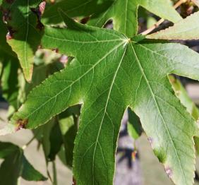 A closeup of a sweetgum leaf showing its star-shaped leaves.