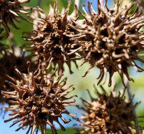 A cluster of spiky sweetgum seed pods.