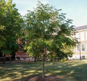 An Amur corktree outside of Rockwell Hall. It is the only Amur corktree on campus.
