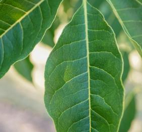 A closeup of Amur corktree leaves.