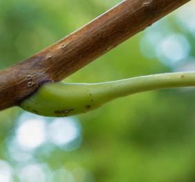 An Amur corktree branch.