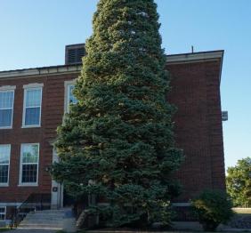This white fir is located outside of Bacon Hall. It is the largest white fir on campus, towering over the building.