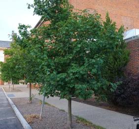 This hedge maple is located outside of Rockwell Hall.