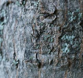 Lichens cling to the grey bark of an Amur maple.