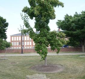 An Amur maple located between Rockwell Hall and Bacon Hall.