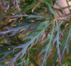 The thin, curling leaves of a Japanese maple displaying hues of green, red, and deep purple.