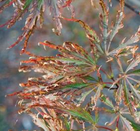 As fall proceeds, the leaves of a Japanese maple become dry and curled.