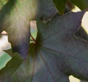 The dark purple and green leaves of a Norway maple.