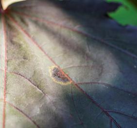A closeup of the surface of a Norway maple leaf.