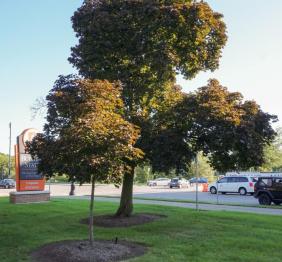 A mature Norway maple and a recently planted individual stand in front of Rockwell Hall.