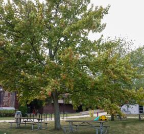 A silver maple located between the EH Butler library and Caudell Hall.