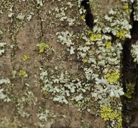 Silver maple bark covered in lichens.