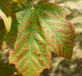 Silver maple leaves displaying a gradient of colors - red, orange, yellow, and green.