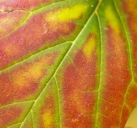 A closeup of a silver maple leaf.