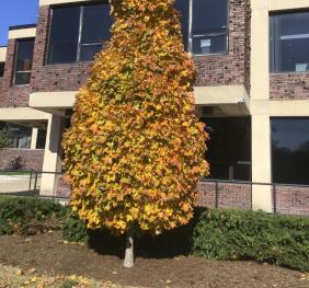 A sugar maple located outside of Cleveland Hall displaying its vibrant fall colors.