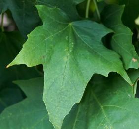 Sugar maple leaves.