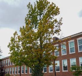A red maple outside of Bacon Hall.
