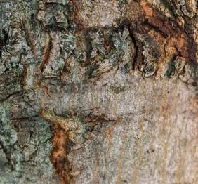 The bark of a Freeman's maple.