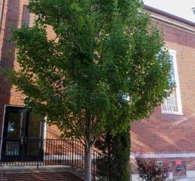 A Freeman's maple located outside of Rockwell Hall.