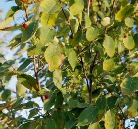 Serviceberry foliage and fruits illuminated by the evening sun.
