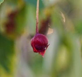 A closeup of a serviceberry.