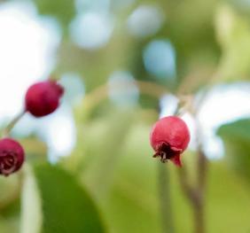 An image of ripening serviceberries. Serviceberries are initially hard and green, becoming red and eventually purplish-blue as they ripen.