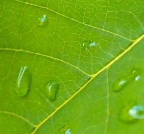 Water beading on the surface of a pawpaw leaf.