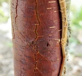 The grey-brown bark of a yellow birch peels back to reveal a fresh, coppery-red layer of bark underneath.