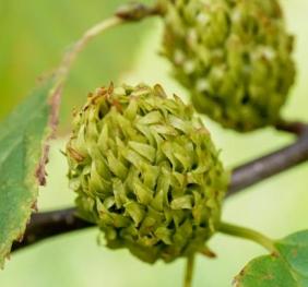 A closeup of the female catkins of a yellow birch tree. 
